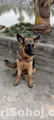 German shepherd